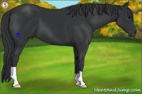 Horse Color:Black 