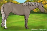 Horse Color:Silver Grullo