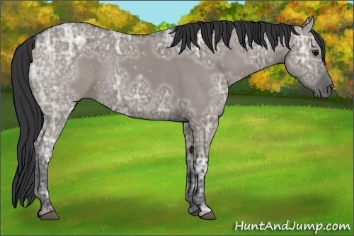Horse Color:Grullo Ice