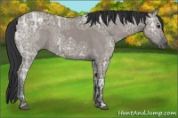 Horse Color:Grullo Ice 