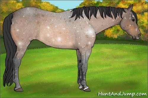 Horse Color:Buckskin Roan Sabino 