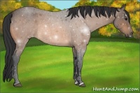 Horse Color:Buckskin Roan Sabino