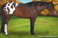 Horse Color:Bay Appaloosa 