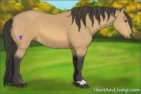 Horse Color:Buckskin 
