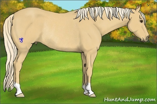 Horse Color:Palomino Rabicano 