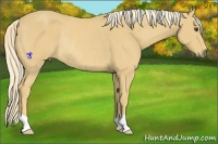 Horse Color:Palomino Rabicano