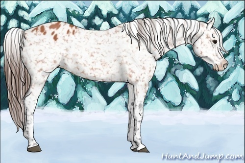 Horse Color:Bay Appaloosa 