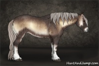 Horse Color:Silver Brown Onyx Rabicano and Silver Brown Onyx Rabicano