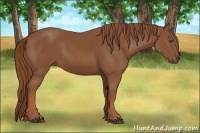 Horse Color:Chestnut 