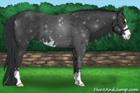Horse Color:Black Sabino