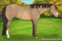 Horse Color:Amber Champagne
