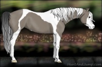 Horse Color:Smoky Grullo Tobiano