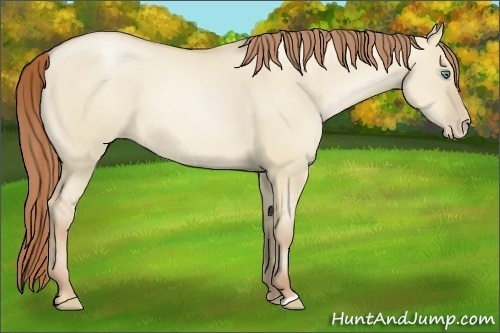 Horse Color:Smoky Grullo Pearl 