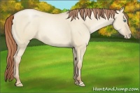 Horse Color:Smoky Grullo Pearl 