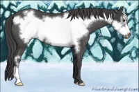 Horse Color:Smoky Black Frame Rabicano 