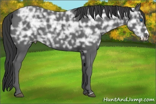 Horse Color:Black Ice Frame 