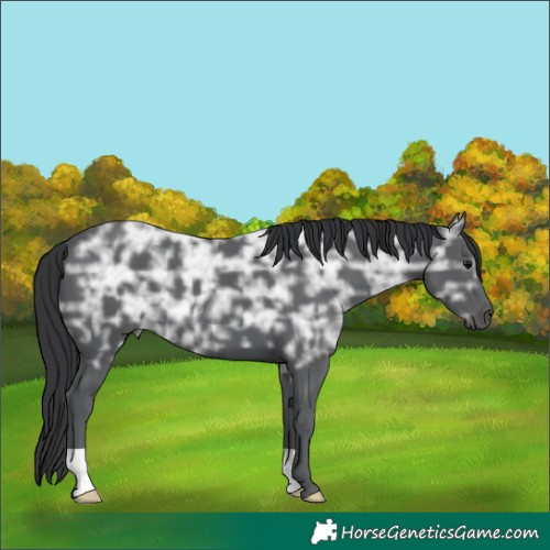Horse Color:Black Ice 