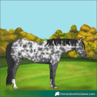 Horse Color:Black Ice 