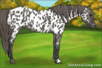Horse Color:Grullo Appaloosa 