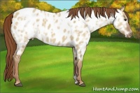 Horse Color:Red Dun Ice Appaloosa 