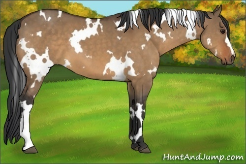 Horse Color:White Spotted Bay Dun