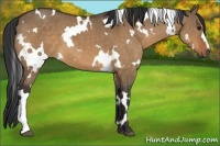 Horse Color:White Spotted Bay Dun