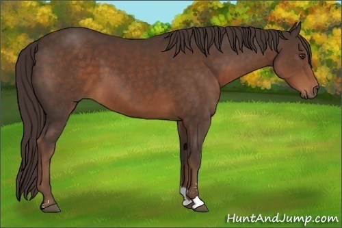 Horse Color:Liver Chestnut Sabino