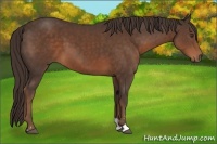 Horse Color:Liver Chestnut Sabino