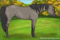 Horse Color:Smoky Grullo