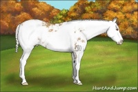 Horse Color:Silver Black Pearl Sabino