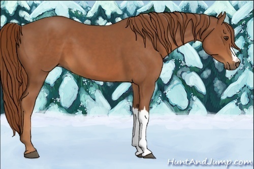 Horse Color:Chestnut 