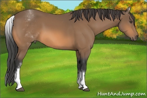 Horse Color:White Spotted Buckskin