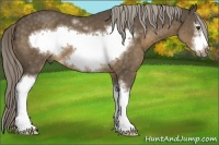 Horse Color:White Spotted Chocolate Palomino Splash Frame 