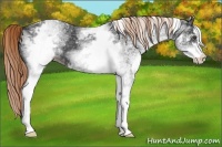 Horse Color:White Spotted Liver Chestnut Sabino 