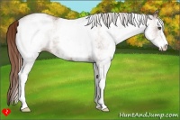 Horse Color:White Spotted Chestnut Sabino