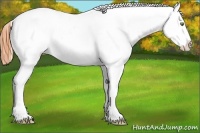 Horse Color:White Spotted Amber Champagne Dun Near Leopard 