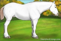 Horse Color:Amber Champagne Roan Splash Appaloosa 