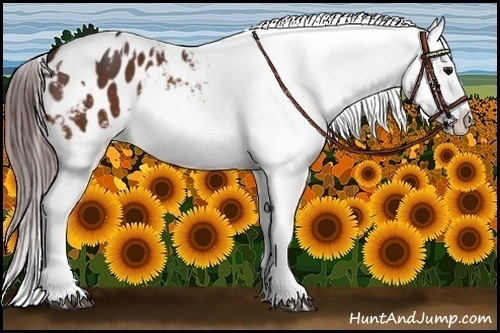 Horse Color:Bay Splash Tobiano Appaloosa  and Bay Splash Tobiano Appaloosa 