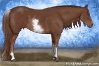 Horse Color:White Spotted Chestnut Sabino