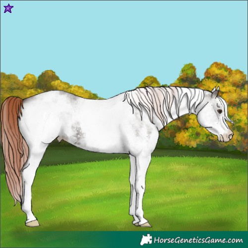 Horse Color:White Spotted Liver Chestnut Sabino 