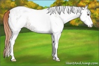 Horse Color:White Spotted Chestnut Sabino 