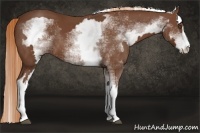 Horse Color:White Spotted Chestnut Sabino Frame 
