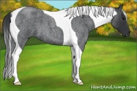 Horse Color:Blue Roan Tobiano 