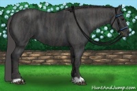 Horse Color:Black  Brindle