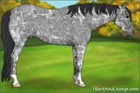 Horse Color:Blue Ice Roan 