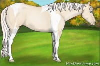 Horse Color:Silver Buckskin Pearl Dun Tobiano 