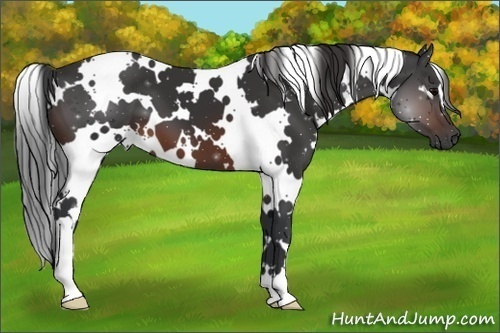 Horse Color:White Spotted Brown