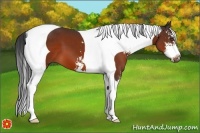 Horse Color:Bay Sabino Tobiano 