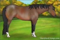 Horse Color:Bay 