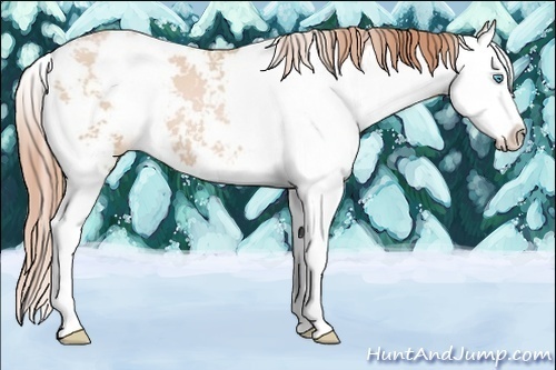 Horse Color:Buckskin Pearl Sabino Splash